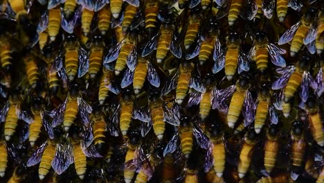 Se-Sabe-Que-Las-Abejas-Melíferas-Construyen-Grandes-Colonias-De-Nidos-Con-Bolsillos-Simétricos-Hechos-De-Cera-Para-Almacenar-Miel-Como-Fuente-De-Alimento