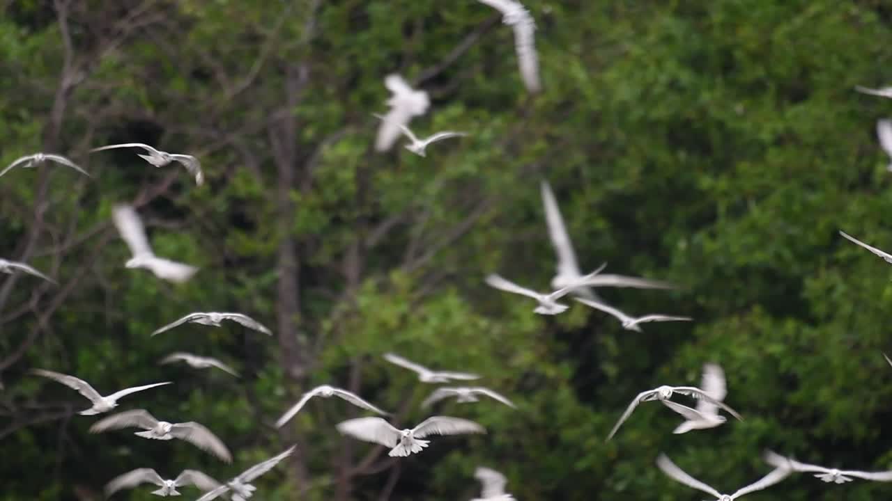 제비갈매기는 전 세계 바다, 강 및 기타 더 넓은 수역에서 볼 수 있는 바닷새입니다.