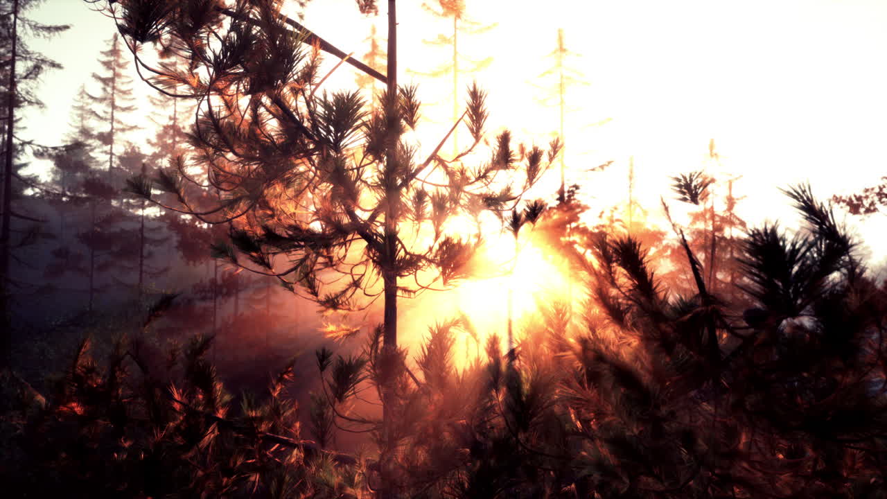 안개 숲에서 나무를 통해 해가 뜨는