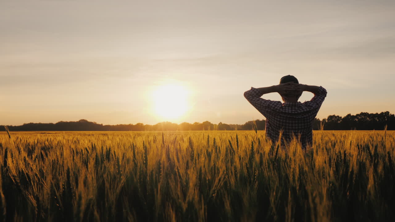 un granjero exitoso mira su campo de trigo al atardecer