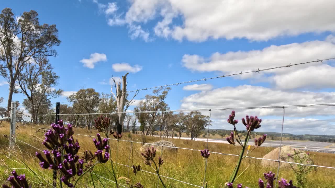 flores púrpuras balanceándose suavemente en un campo