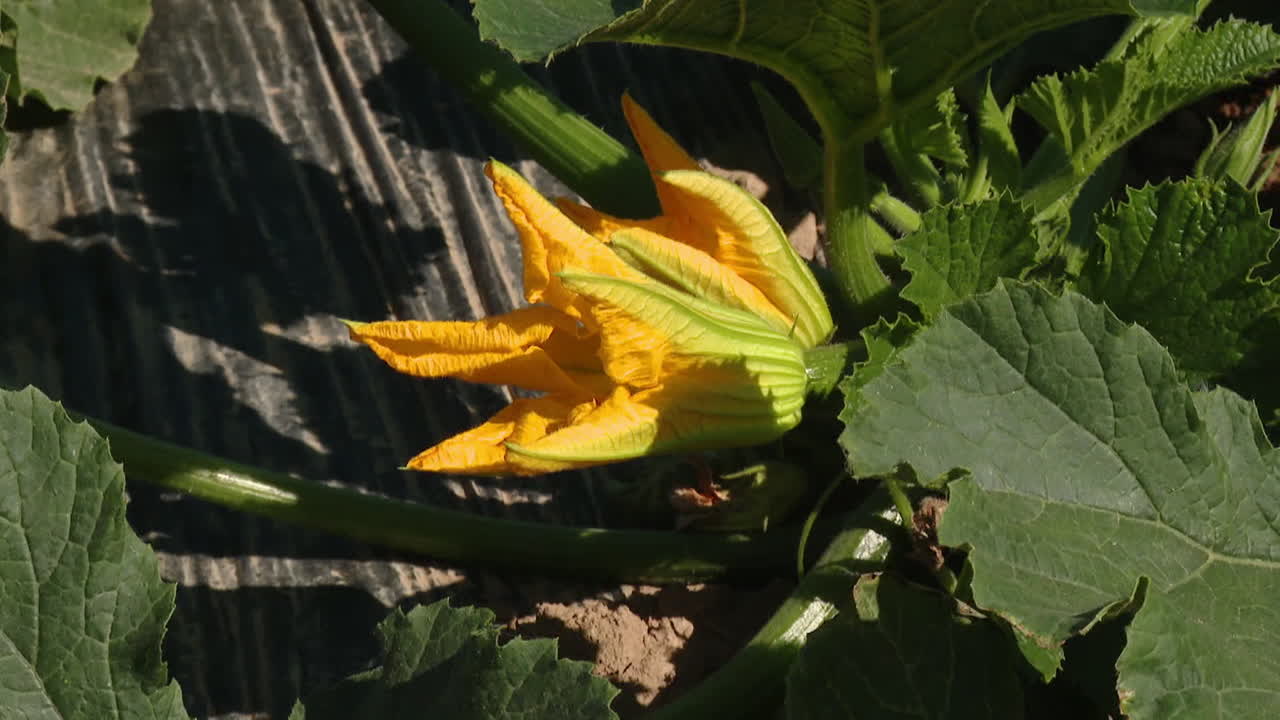 Zucchini Plant with Flower