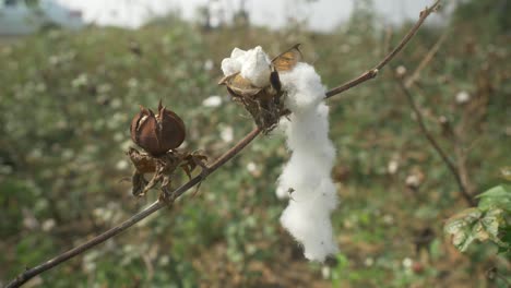 algodón listo para la cosecha en maharashtra, india