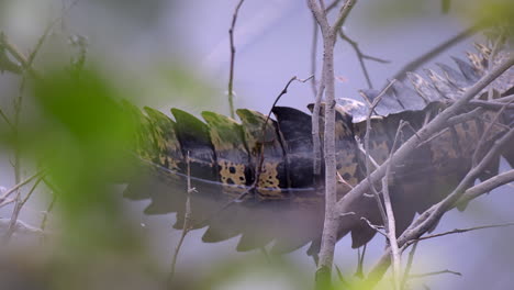 the spiky and sharp tail of a estuarine crocodile resting on the waters - wide shot