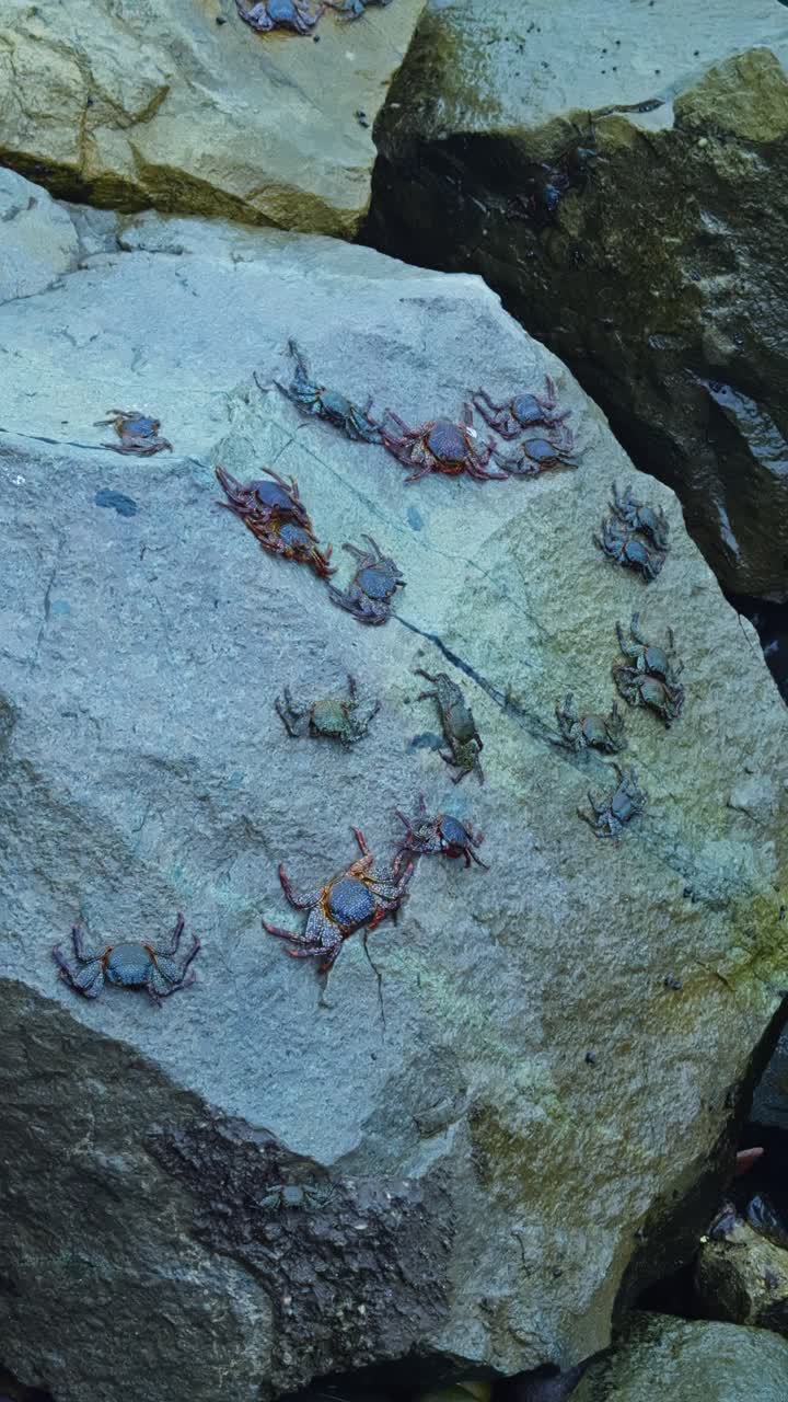 A large number of crabs crawling over rocks by the sea in Lima, Peru