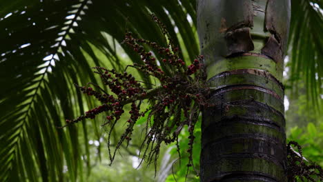 moving round branch of a tree, with berries on it