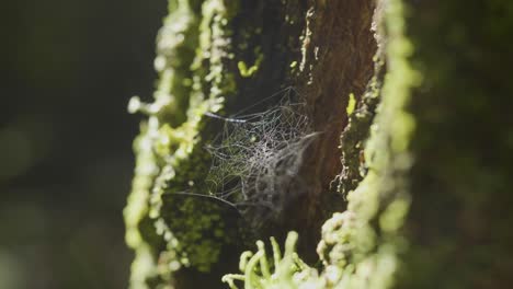 la red de araña en el tronco de un árbol de musgo