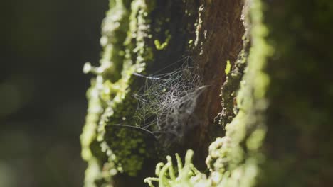 spider web on mossy tree trunk