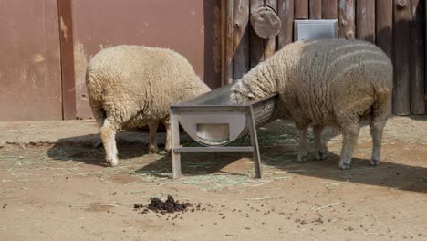 two sheep eating on a metal trough in a farm - wide shot