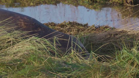 atlantic grey seal breeding season, newborn pups with white fur, mothers nurturing and bonding in the warm november evening sun