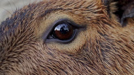close-up of a capybara's eye