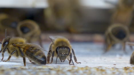 Super-Makroaufnahme,-Die-Einen-Bienenschwarm-Im-Bienenstock-Zeigt,-Der-Zusammenarbeitet,-4k