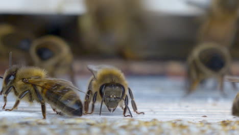 Foto-Supermacro-Que-Muestra-Un-Enjambre-De-Abejas-En-Un-Colmenar-Trabajando-Juntas,-4k