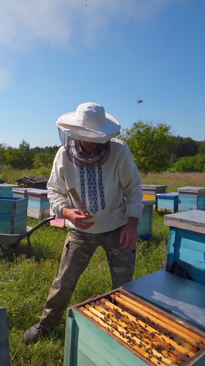 Beekeeping process among nature. Professional apiarist inspecting bees on a frame in bright summer day. Wooden hives on a bee farm. Vertical video