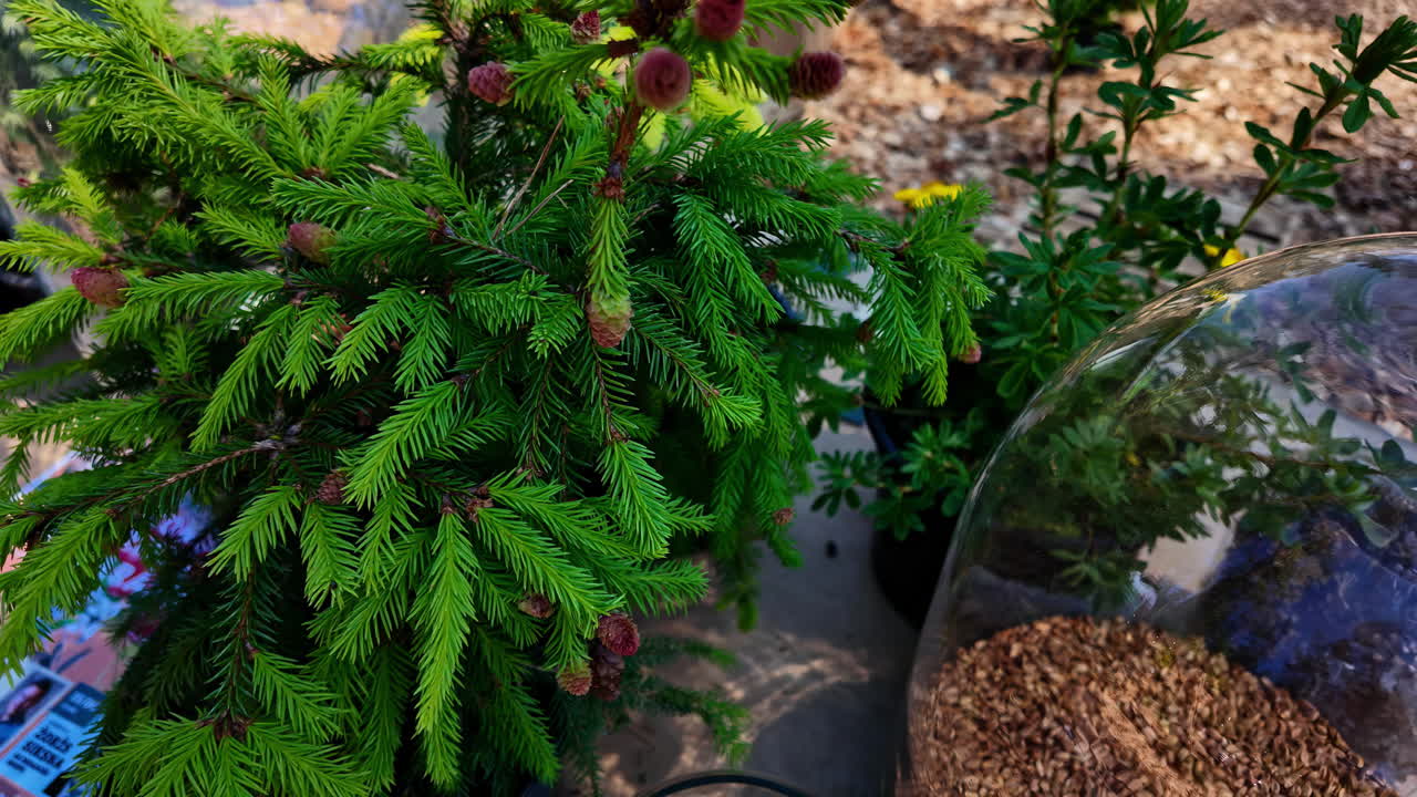 Small Evergreen Plant with Young Cones and Glass Terrarium