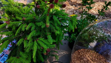 small evergreen plant with young cones and glass terrarium