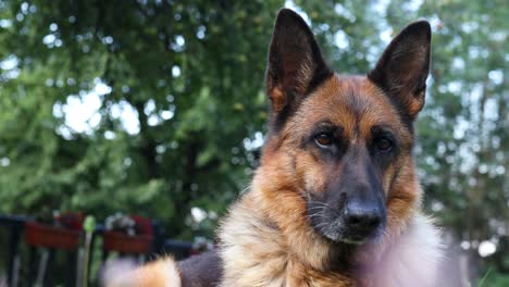 Cinematic close-up shot of a German Shepherd dog looking towards the camera an licking its nose in the backyard on a sunny day