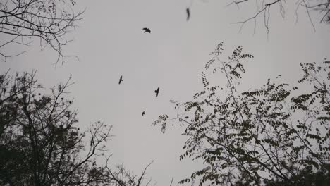 ravens above the trees. flying ravens above trees in autumn season