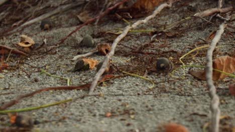 Gruppe-Kleiner-Einsiedlerkrebse,-Die-Im-Sand-Spazieren