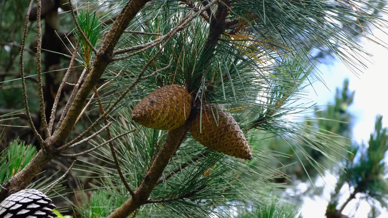 A couple of pine cones on branch of pine tree in forest in capital city of Wellington, New Zealand Aotearoa