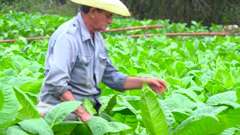 一名烟草种植者在vinales cuba 3附近的田野工作