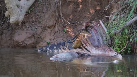 Asiatischer-Wasserwaran,-Varanus-Salvator,-Thailand