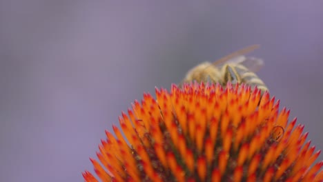 Foto-Macro-De-Una-Abeja-Silvestre-Bebiendo-Néctar-En-La-Cabeza-De-Equinácea