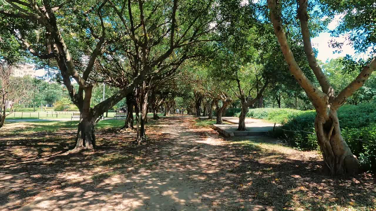 caminando por el bosque con el sol en 4k
