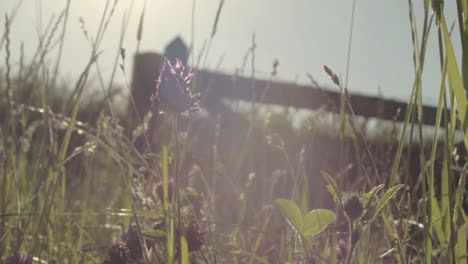 Field-of-clover-in-farmers-field