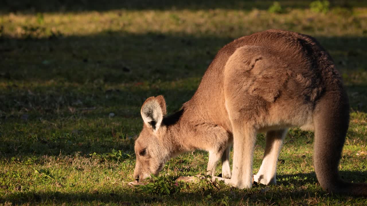 canguro gris oriental juvenil alimentándose bajo el sol de la mañana, parque de conservación del lago coombabah, gold coast, queensland
