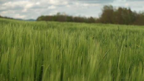 agriculture wheat field farmland crops in the wind with overcast sky