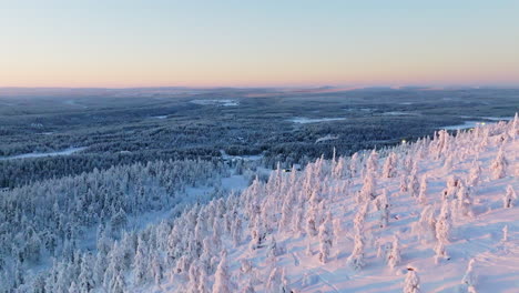 aerial: nature covered in snow, sunrise glowing on forest in the hills of lapland