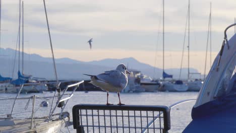 gaviota descansando sobre una parrilla de acero en el puerto de lutry