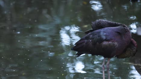 ibis brillantes en un hábitat de zoológico