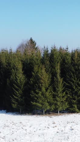 vertical aerial view of evergreen forest edge alongside a snow covered field. countryside landscape in a sunny winter day. ecology in nature.