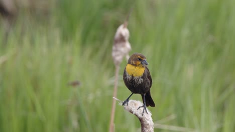 Small-female-Yellow-headed-Blackbird-with-nesting-material-on-perch