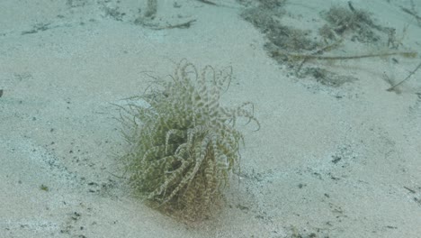 a swimming anemone boloceroides mcmurrichi slowly tumbles along the ocean floor using its tentacles to swim