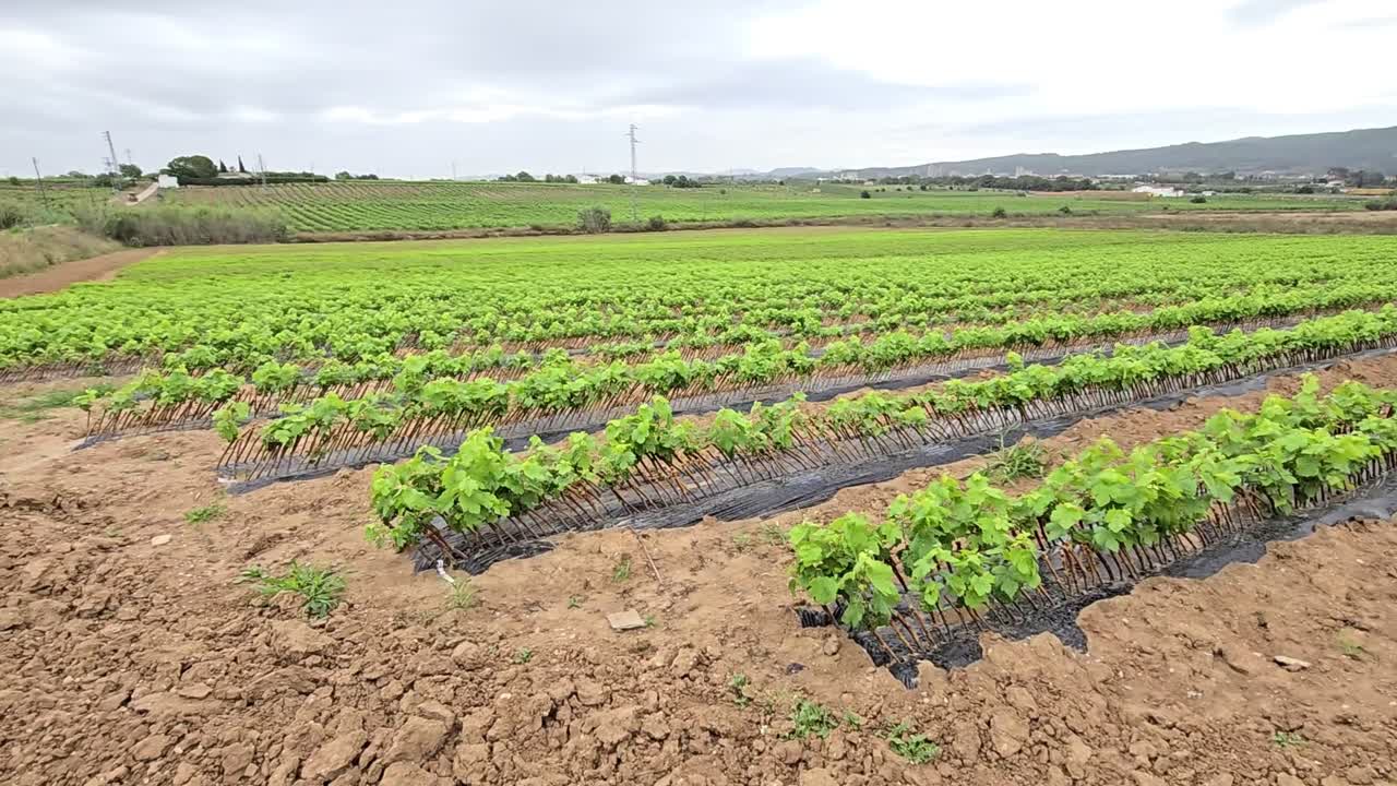 primer plano de hojas de viña con fondo de campo de viña día soleado con buenos colores en 4k