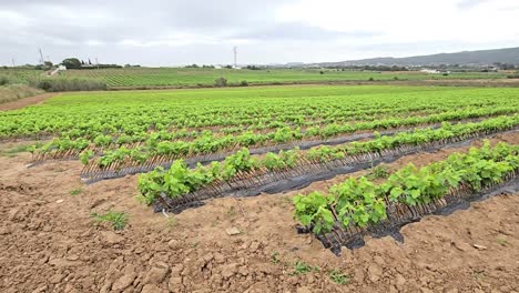 Primer-Plano-De-Hojas-De-Viñedo-Con-Fondo-De-Campo-De-Viñedo-Día-Soleado-Con-Buenos-Colores-En-4k