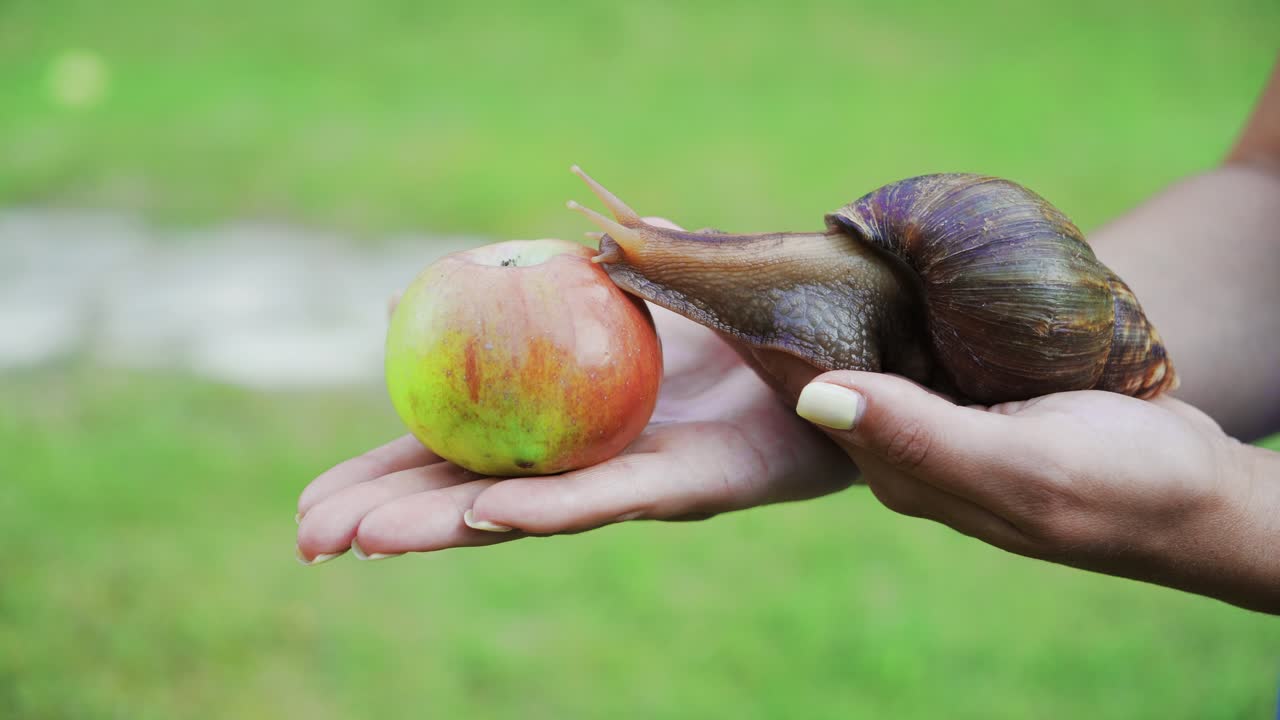 Snail eating an apple on a woman's palm. Giant African land snail (Achatina fulica)