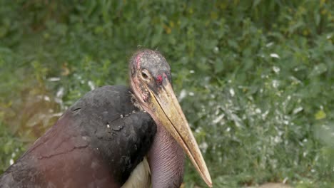 cigüeña marabú mirando a su alrededor en un campo de hierba verde