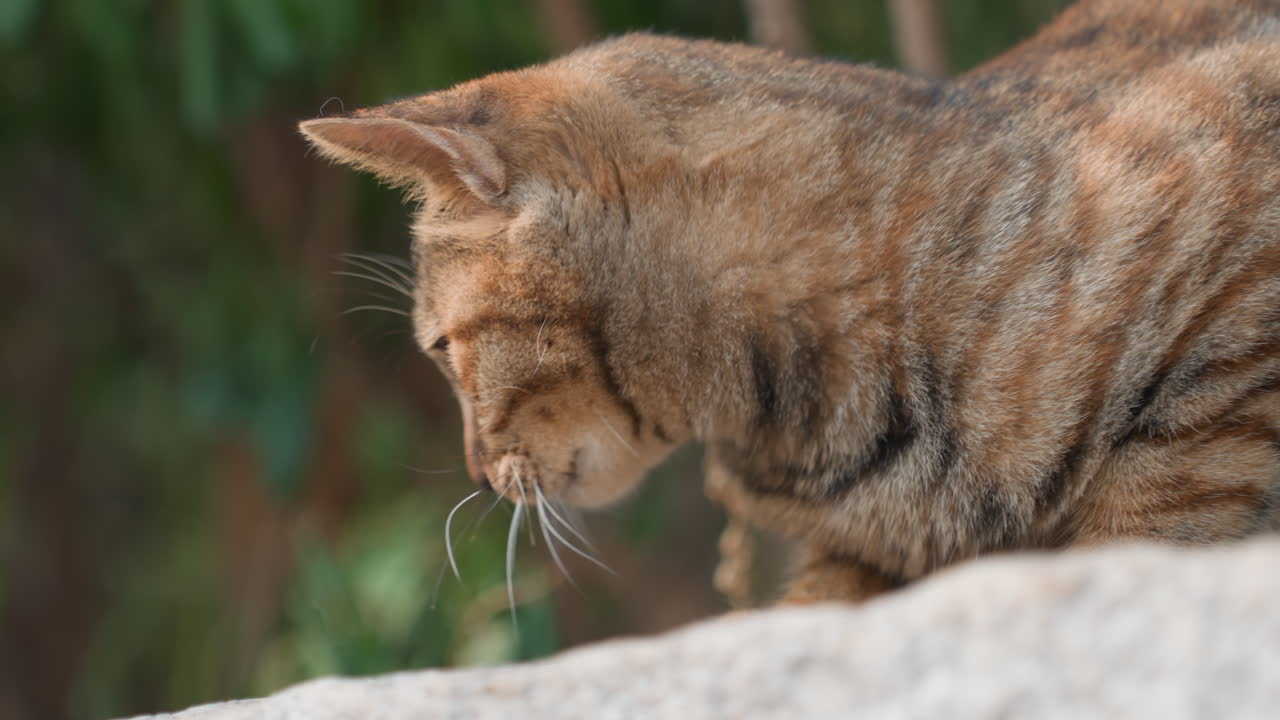 Felino che mastica all'aperto. Un gatto tigrato giocoso con erba e semi. Primo piano di un felino vivace che esplora l'ambiente naturale. Immagine dettagliata che cattura un gatto curioso che si gusta erbe selvatiche in un ambiente da giardino.