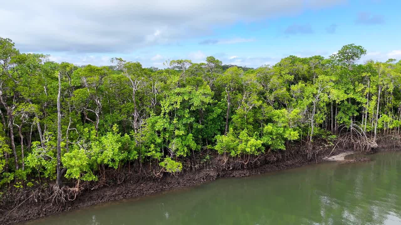 Drone glides above lush mangrove riverbank, Daintree Rainforest, under daylight with steady camera movement