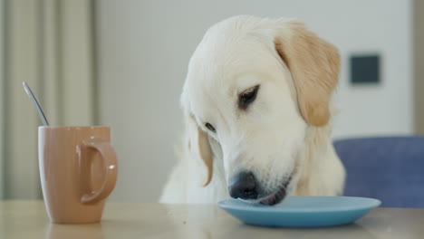 golden retriever eating at the table