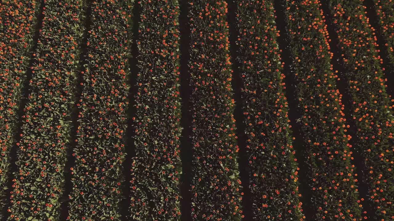 오렌지 립의 빠른 으로 위에서 아래로 드론 을 확대합니다.