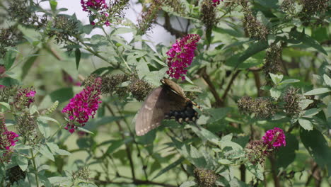 Mariposa-Polinizando-Flor-En-Cámara-Lenta