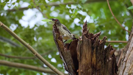 Young-Asian-Glossy-Starling-Holding-Green-Leaf-in-Beak-by-the-Nest-in-Dead-Branch