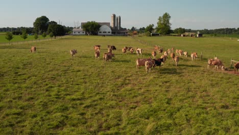 brown swiss, jersey cows, cattle in pasture meadow by american farm in usa