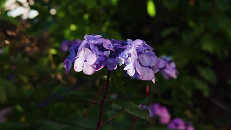 Close-up-shot-of-a-bright-purple-blue-hydrangea-flower-with-a-green-lush-background