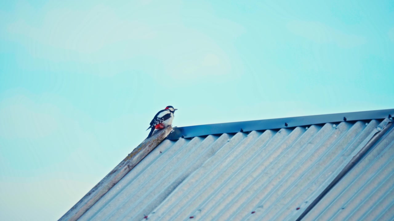 Great Spotted Woodpecker Perches On A Corrugated Metal Roof. Static Shot